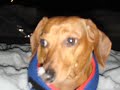 The Dachshund and the Decemberists The Dachshund and the Decemberists