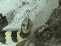 California king Snake Jaw