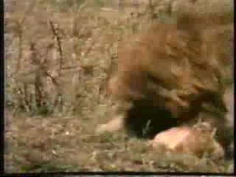 Lions and Cubs Infanticide 0 Lions and Cubs Infanticide