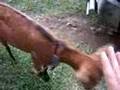 Goat Rams Kid in Calamba