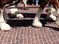 Budweiser Clydesdales Budweiser Clydesdales