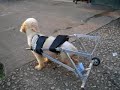 cão com rodas do sr. Earl,de Ipatinga cão com rodas do sr. Earl,de Ipatinga