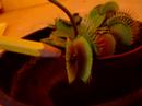 Carnivorous plant eating