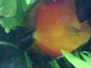 Symphysodon Aequifasciatus Marlboro red