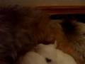 Yorkie mom milking puppies part 1