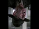 chocolate-raining-blood.html