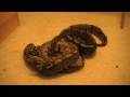 Our Female Royal Pythons Chilling Out Together