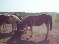 feeding time