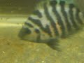 Freeswimming convict fry