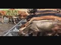 video ganaderia 6 video ganaderia 6