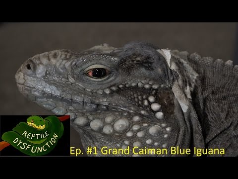 YouTube reptile video