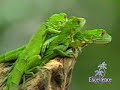 video de costa rica