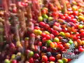 video de costa rica