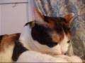 videos de 猫への愛、からまわり - one-way love