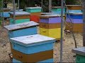 JANTETELCO APICULTURA (beekeeping)