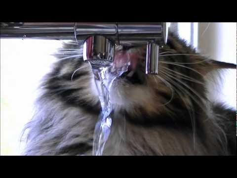 Maine Coon with a drinking problem