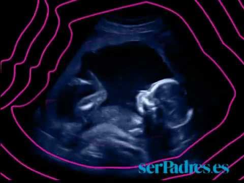 El desarrollo del feto en las semanas 17 - 20 de embarazo