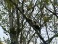 videos de Una giornata allo zoo