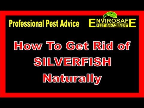 how to eliminate silverfish