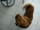 shar   pei   named maci