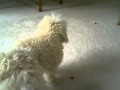 Cockapoo