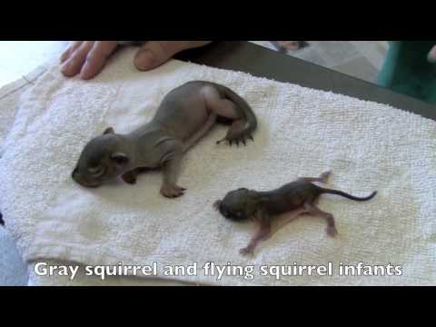 how to take care of a baby flying squirrel