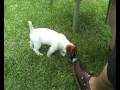 videos de puppy molly