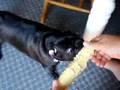 Pug eating corn on the cob