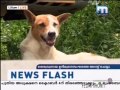 Mathrubhumi news Issue of stray dogs 