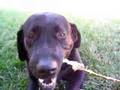 Labrador Retriever video