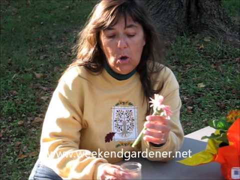 how to care gerbera