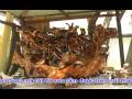 Vườn cây cảnh của anh Nguyễn Thanh Biên P2