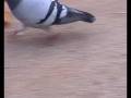 videos de Movimentos Consecutivos - Fabio Guerreiro e Joao Lino.WMV