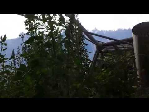 how to grow and harvest quinoa