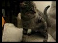 Gato Del Boxeo