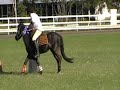 Dartmoor Pony Show Novelty Events & Jenni falls off!