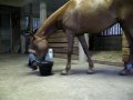 Horse,,