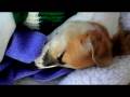 videos de After A Hard Day of Play