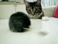 cute kittens * noa & ash * just got shining & moving toys cute kittens * noa & ash * just got shining & moving toys