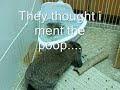 Bunny uses a litter box.