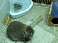 Bunny uses a litter box.