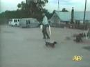 chien marrant