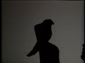 Shadow Puppet Presidents