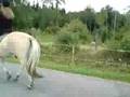 videos de Feldon 080723 skrittar