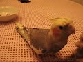 Cockatiel singing