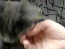 Marquette County Humane Society-Seven Kitties