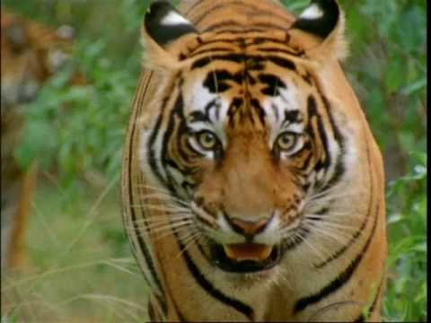 TIGER FIGHT