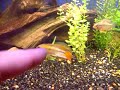 Apistogramma Viejita A.cacatuoides...