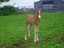 Phantom foal Phantom foal