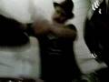 videos de Battlesnake live at Goodbye Glasshouse Rd! - part 2